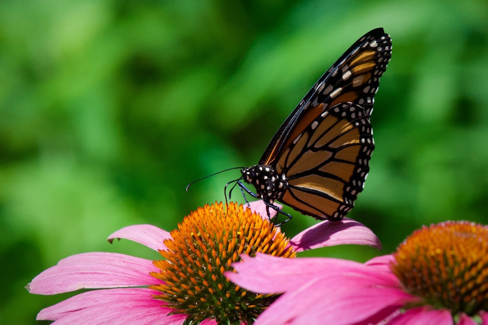 Mariposa monarca posada en flor rosada en fotografía de primer plano durante el día