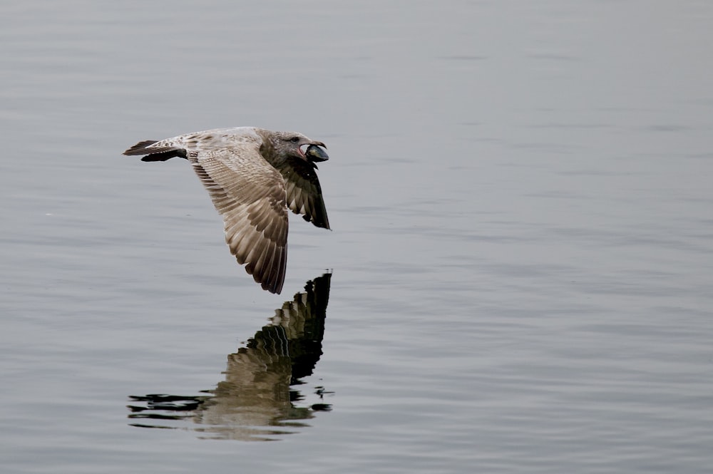 brown and white bird flying over the water during daytime