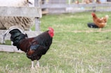 A rooster with a vibrant red comb stands on a grassy field, with a brown hen in the background near a black feeding bowl. A wooden fence and part of a sheep are visible to the left.