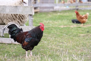 A rooster with a vibrant red comb stands on a grassy field, with a brown hen in the background near a black feeding bowl. A wooden fence and part of a sheep are visible to the left.