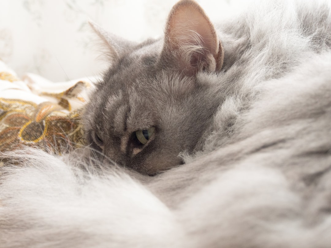 grey cat lying on white fur textile