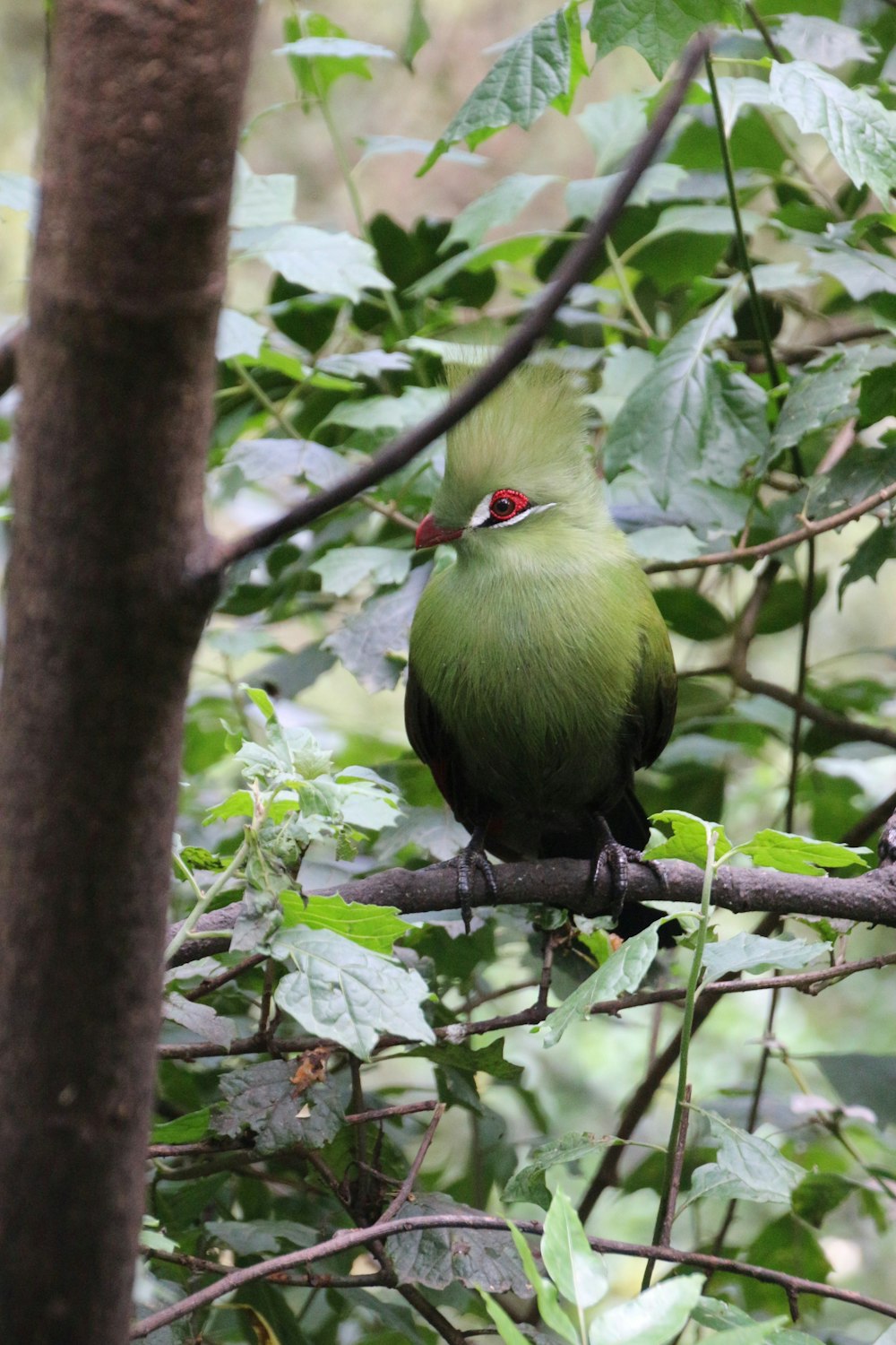 pássaro verde e preto no galho da árvore
