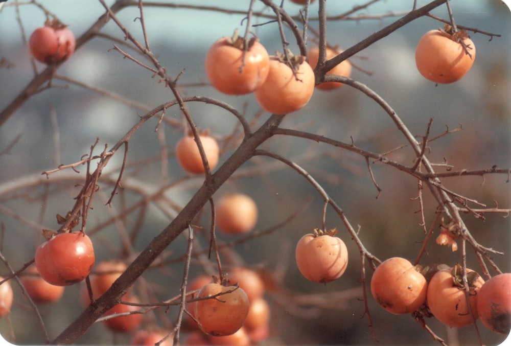 orange fruits on brown tree branch