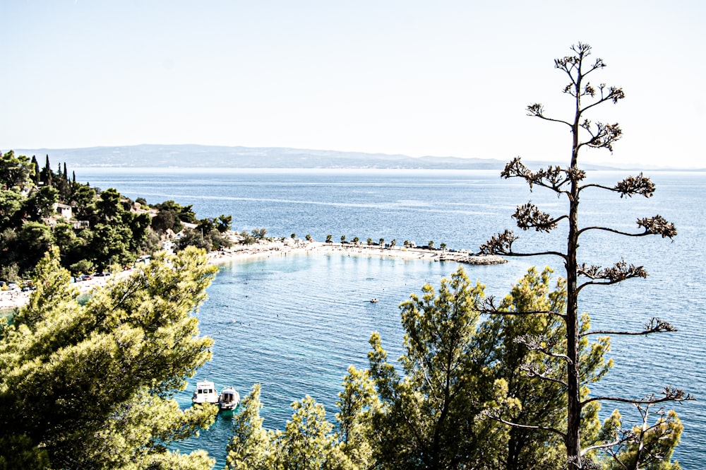 green trees near body of water during daytime