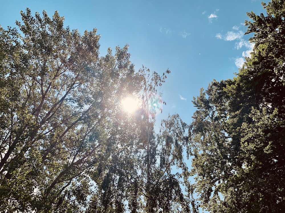 árboles verdes bajo el cielo azul durante el día