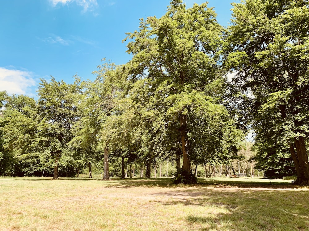 green trees on brown grass field under blue sky during daytime