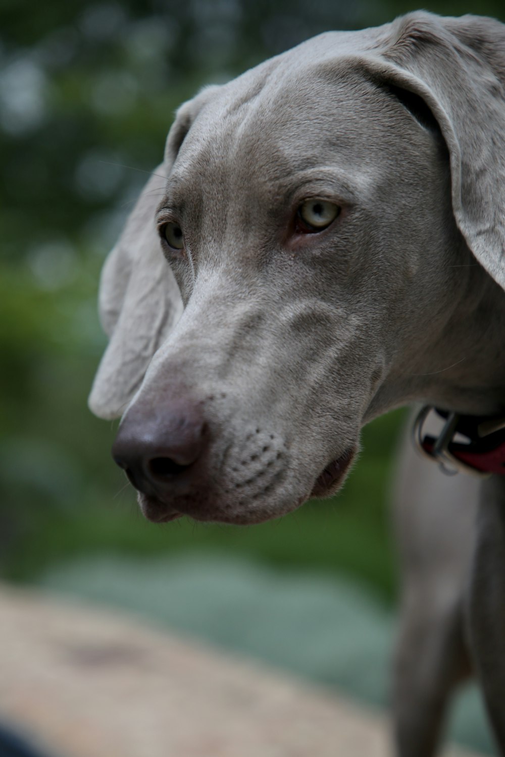 gray short coated dog in tilt shift lens