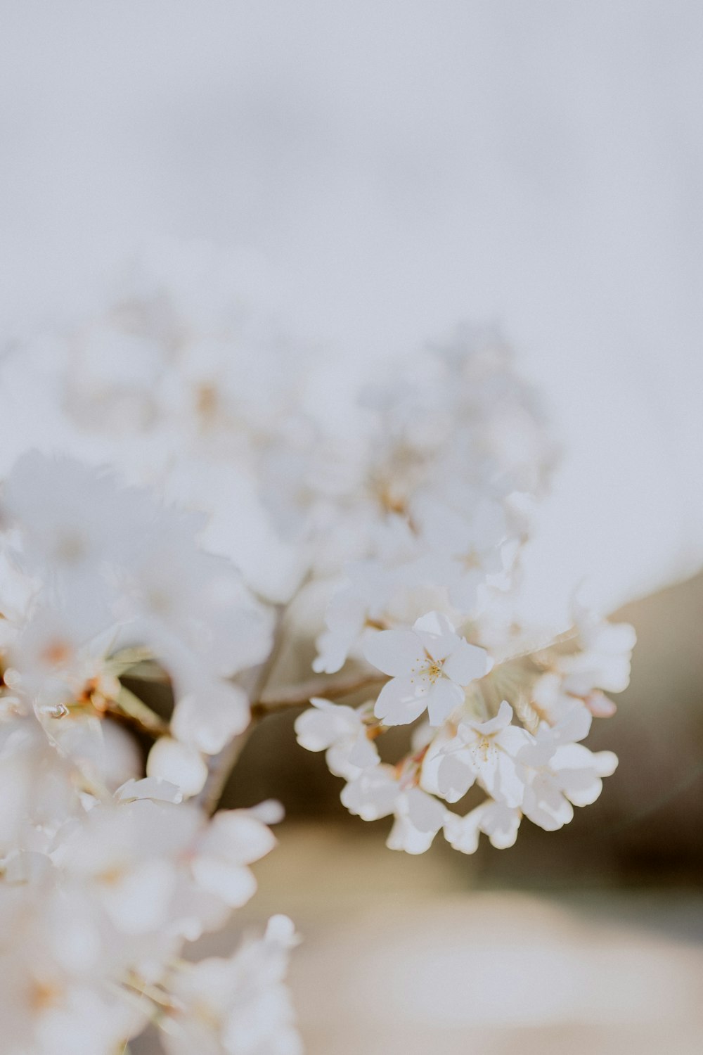 white cherry blossom in close up photography