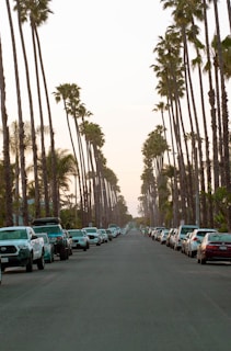 A peaceful Hawaiian street lined with palm trees and clear blue skies.