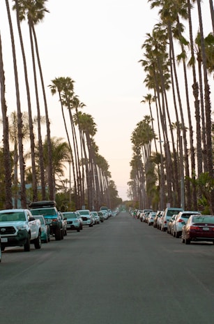 A peaceful Hawaiian street lined with palm trees and clear blue skies.