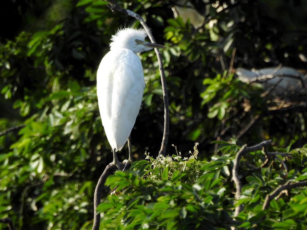 white bird on tree branch during daytime