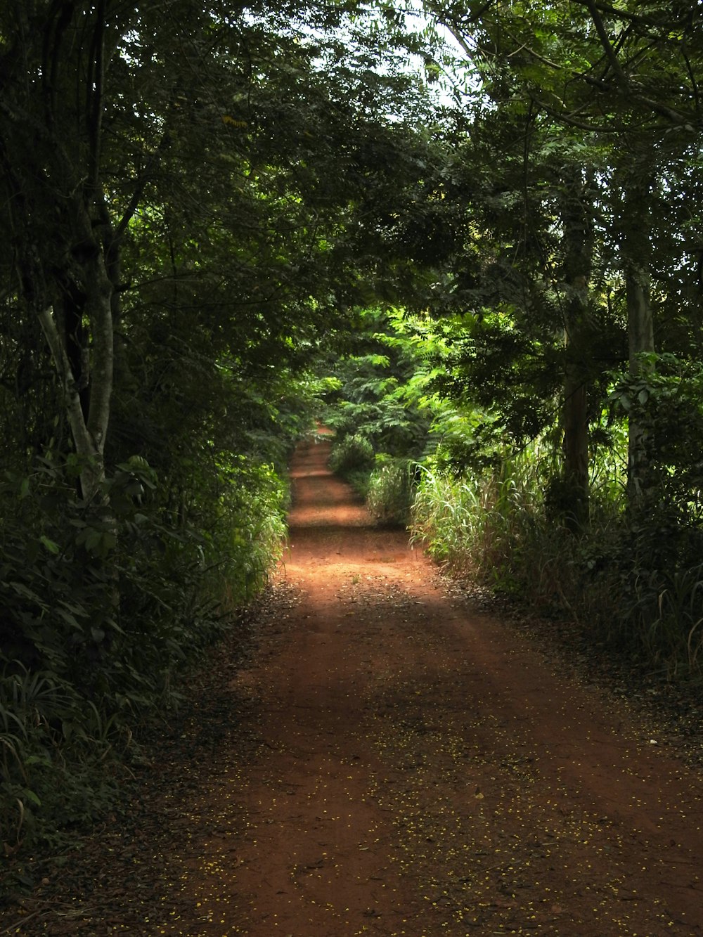 brown dirt road between green trees during daytime