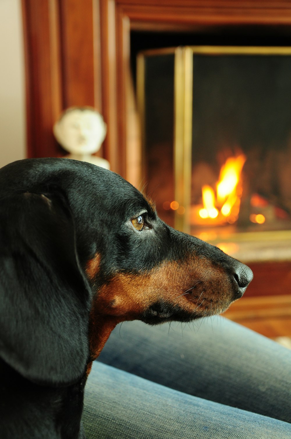 black and tan short coat medium sized dog