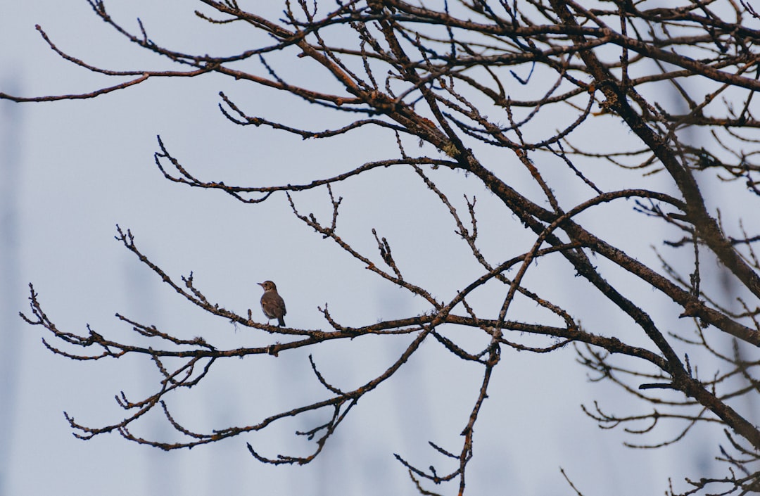 brown bird on brown tree branch during daytime