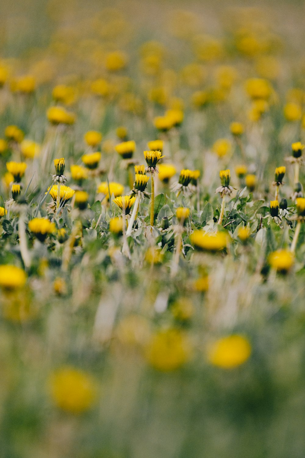 a field full of yellow flowers on a sunny day