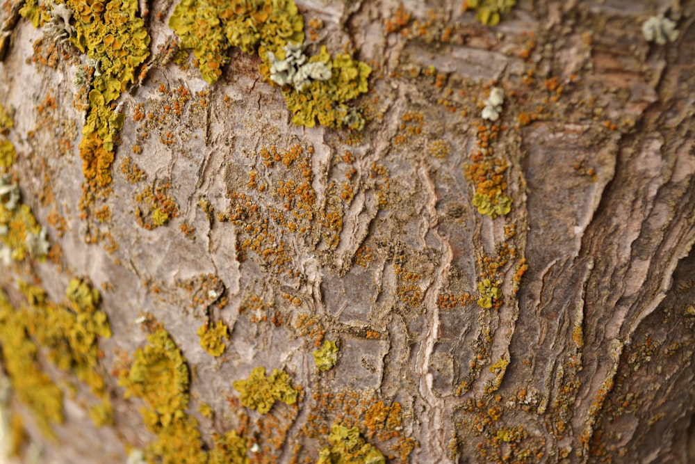 brown and green moss on brown tree trunk