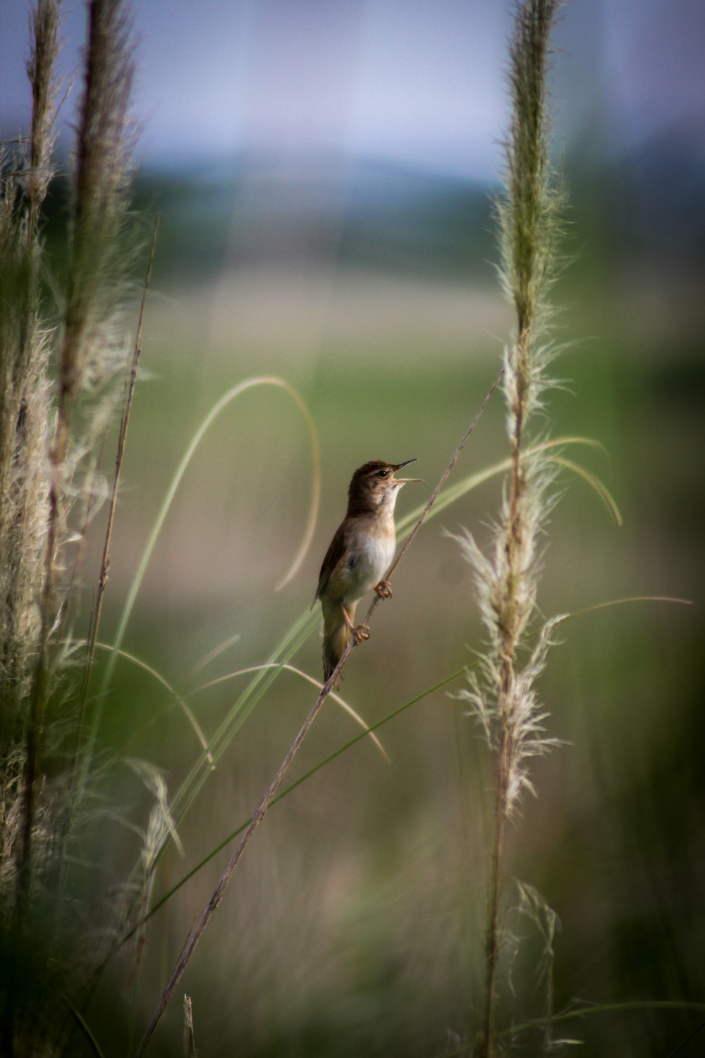brown bird perched on brown plant during daytime