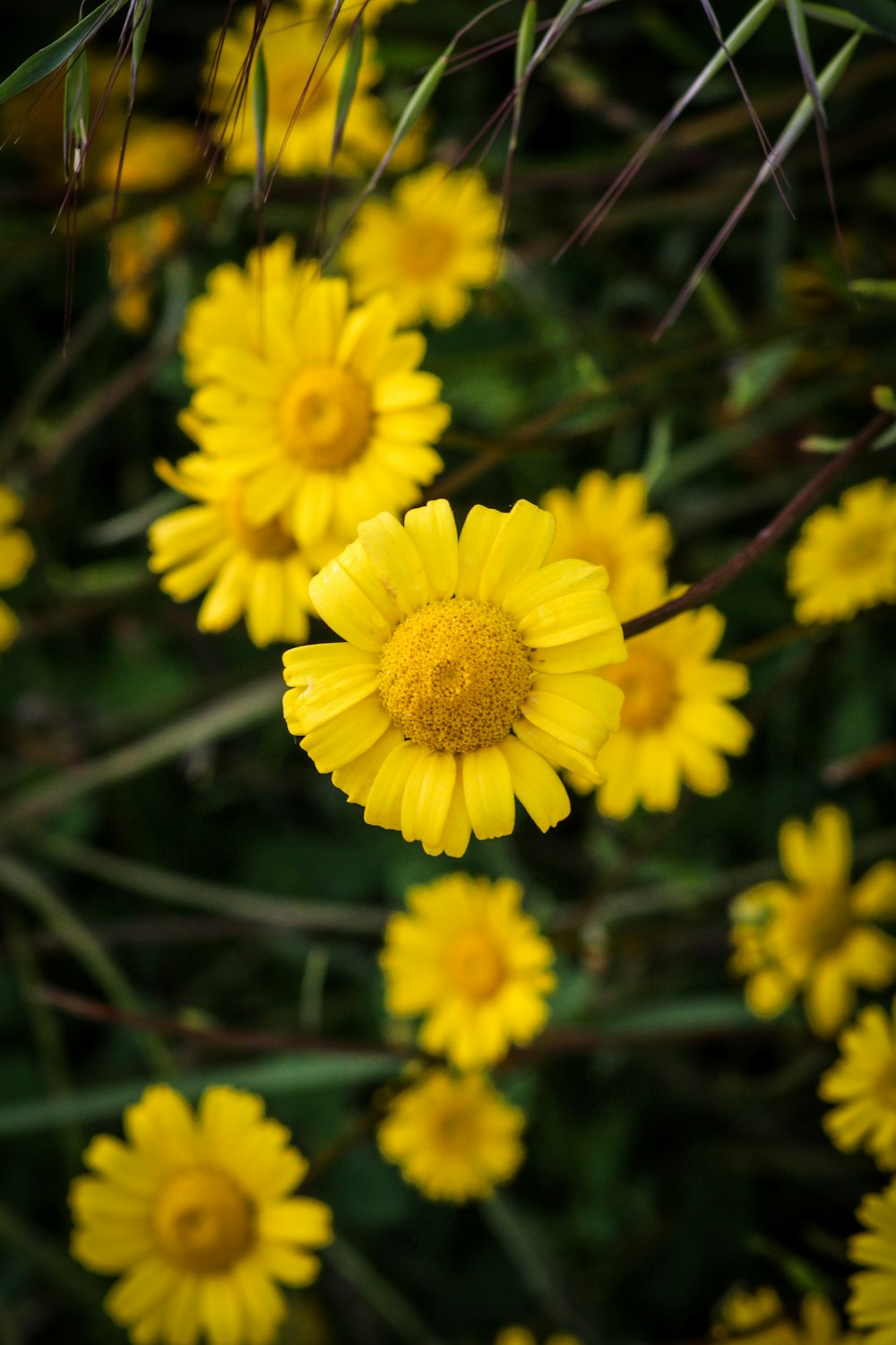 yellow flower in tilt shift lens