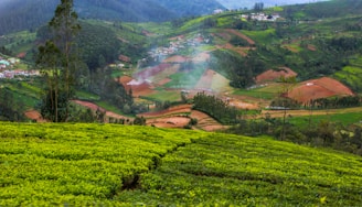 A panoramic view of rolling hills and coffee estates in Chikkamagaluru.
