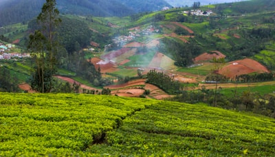 A panoramic view of lush green tea plantations set against a backdrop of rolling hills. Small villages and patches of farmland are scattered throughout the valley, with a light mist rising from the earth, adding a serene atmosphere. The landscape features various shades of green and brown, with tall trees scattered sporadically.