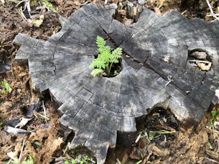 A tree stump with concentric growth rings, showing decay and weathering. A small green plant is growing from the center of the stump, surrounded by forest debris and soil.