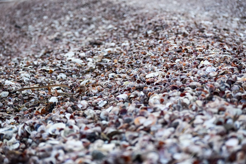 brown and white pebbles on ground