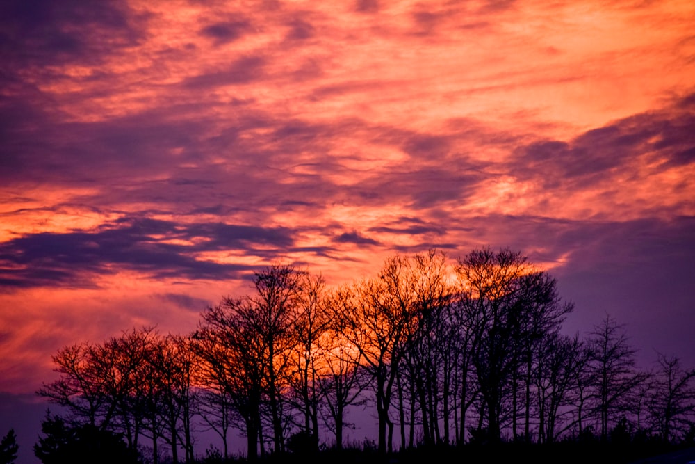 silhouette of trees under cloudy sky during sunset