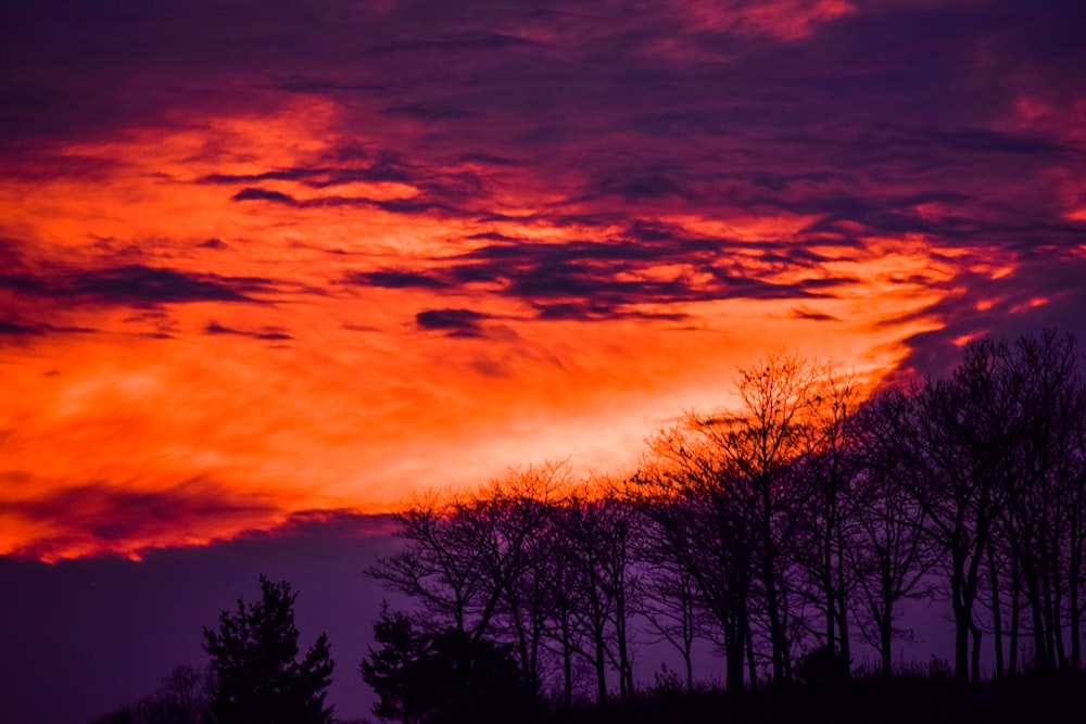 silhouette of trees during sunset