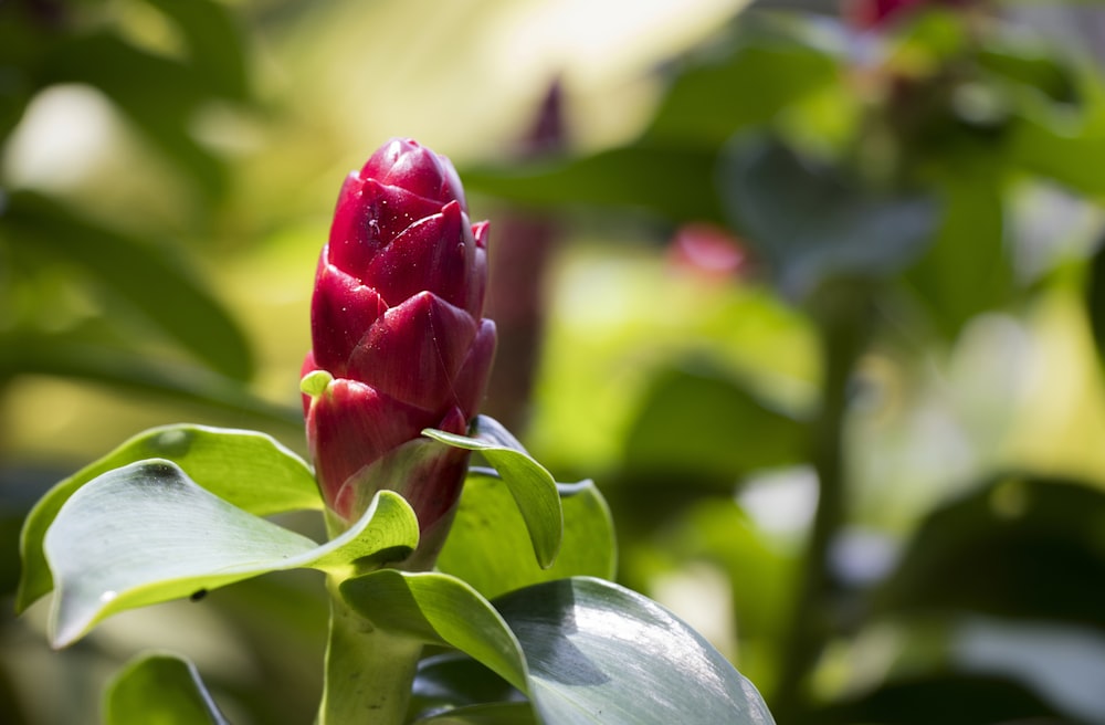 red flower bud in tilt shift lens