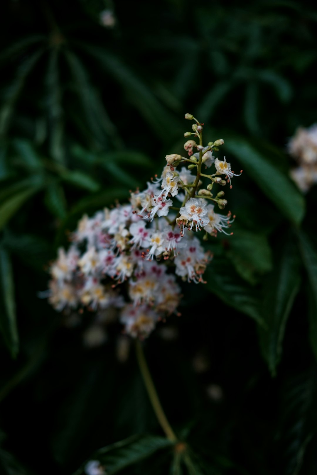 white and pink flower buds in tilt shift lens