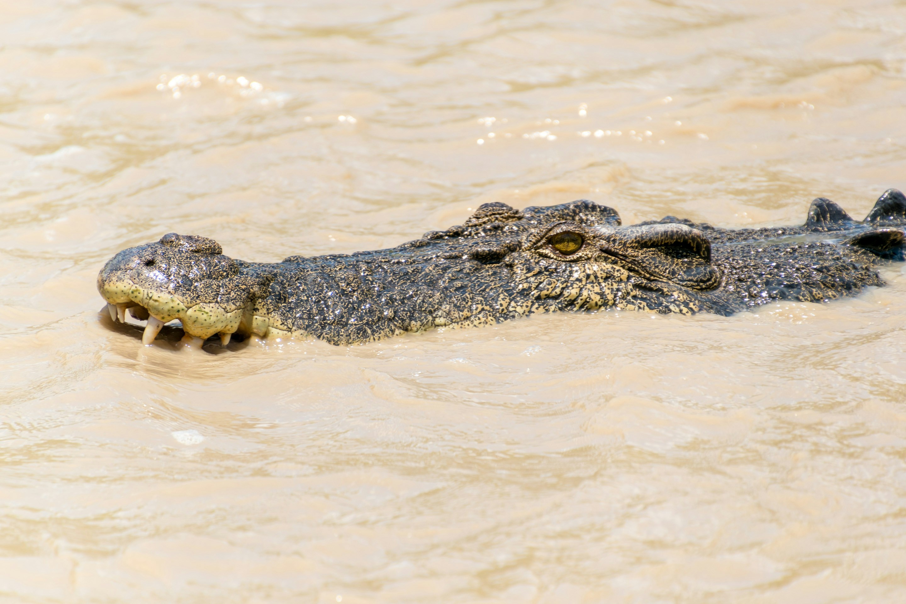 Science and Technology: The New Frontiers of Crocodile Conservation (image credits: unsplash)