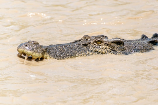 crocodile on body of water in Kakadu NT Australia