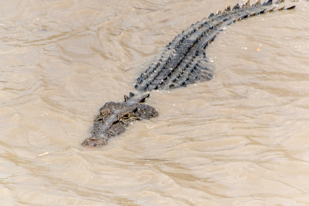 black crocodile on body of water