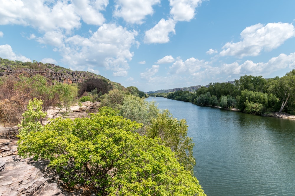 green trees near body of water under blue sky during daytime