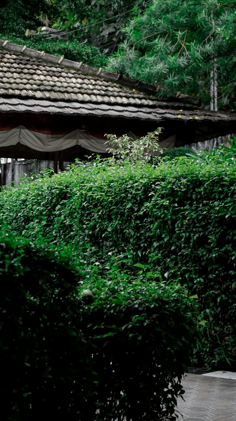 green vines on brown wooden roof