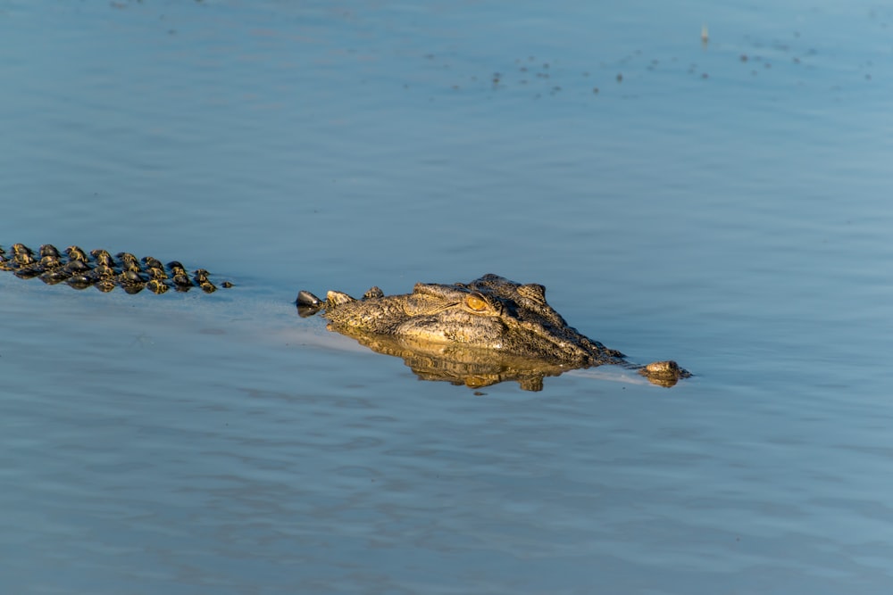 brown crocodile on body of water during daytime