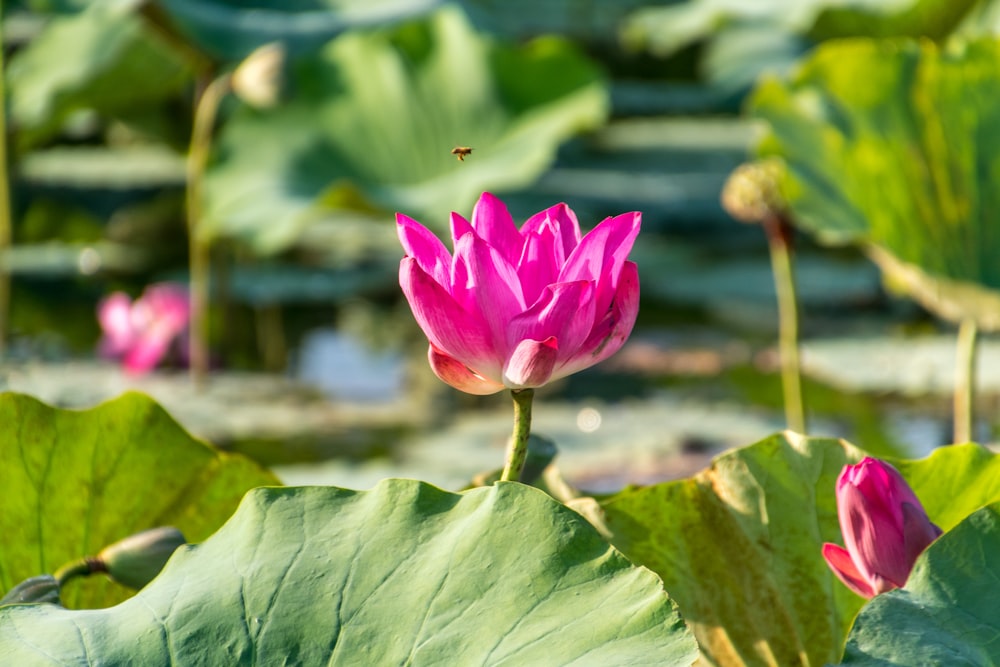 pink flower in green leaves