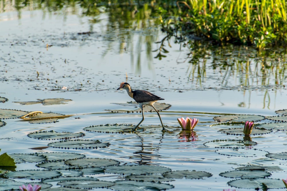 brown and black bird on water during daytime