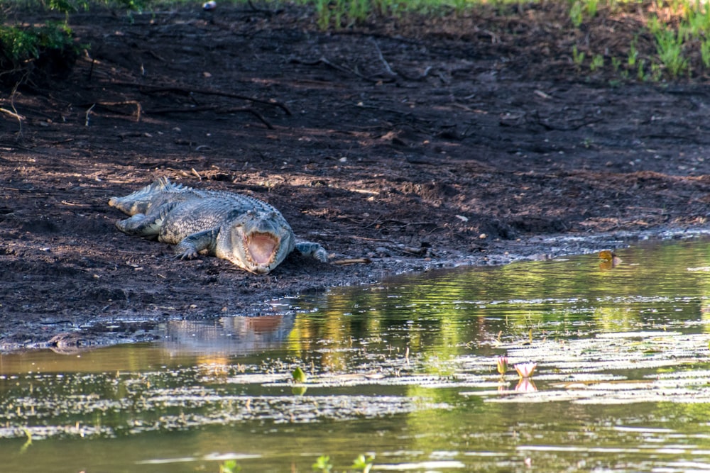 grey crocodile on brown soil