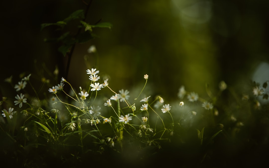 white flowers in tilt shift lens