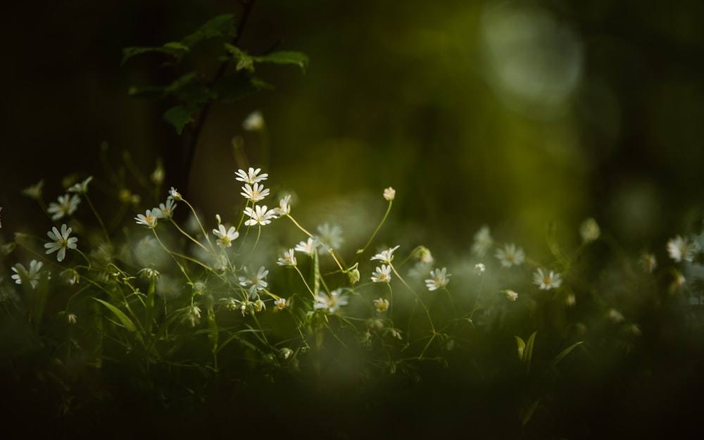 white flower in tilt shift lens