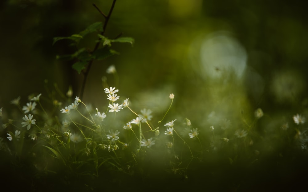 white flower with green leaves