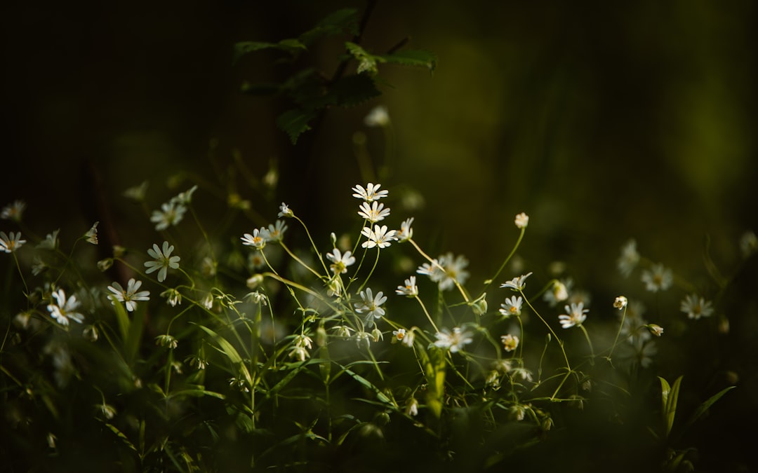 white flowers in tilt shift lens