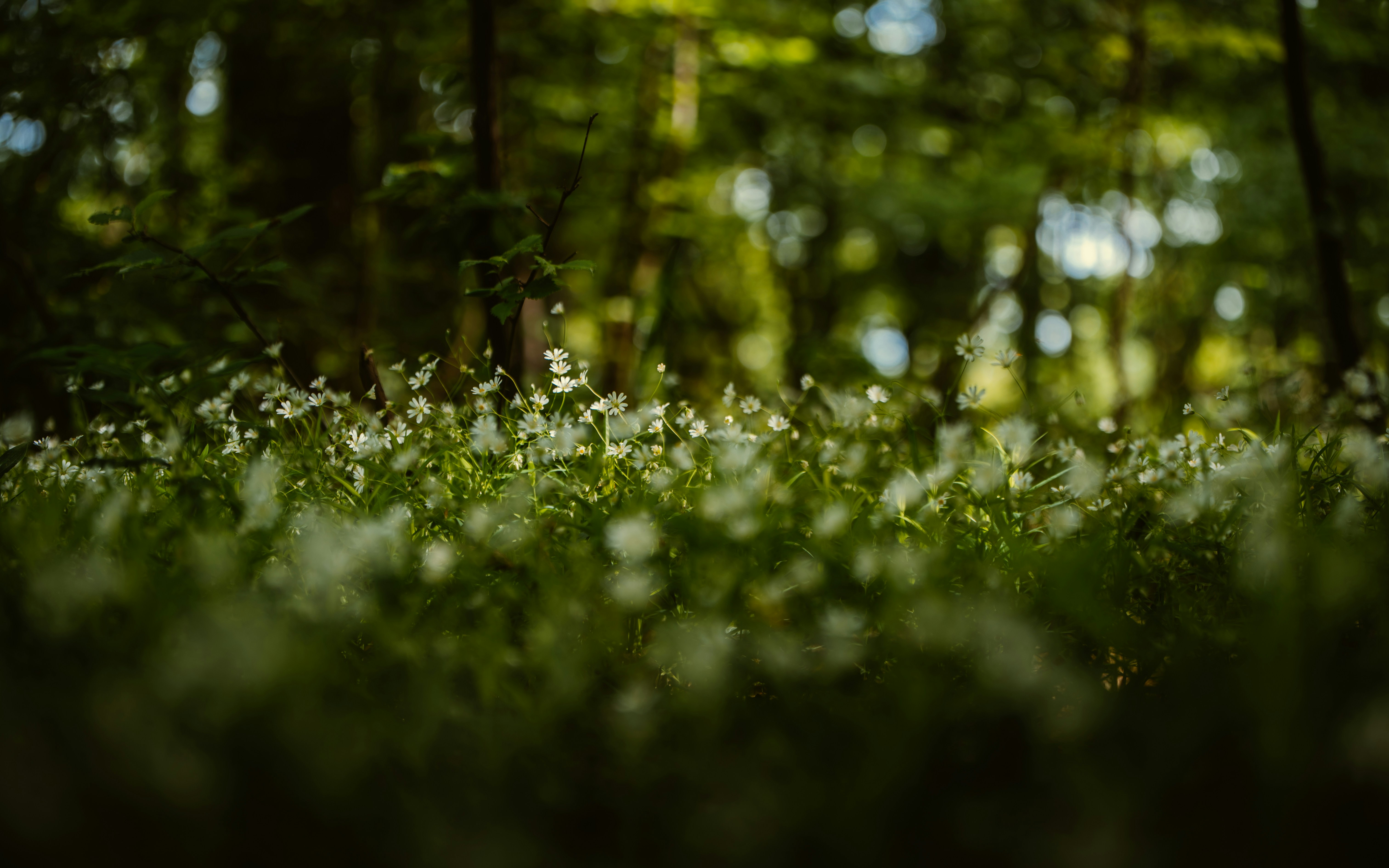 Photo by tamas_tuzeskatai