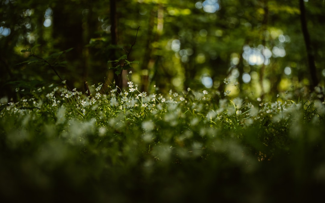 Forest photo spot TÃ¢rgu MureÈ™ Rimetea