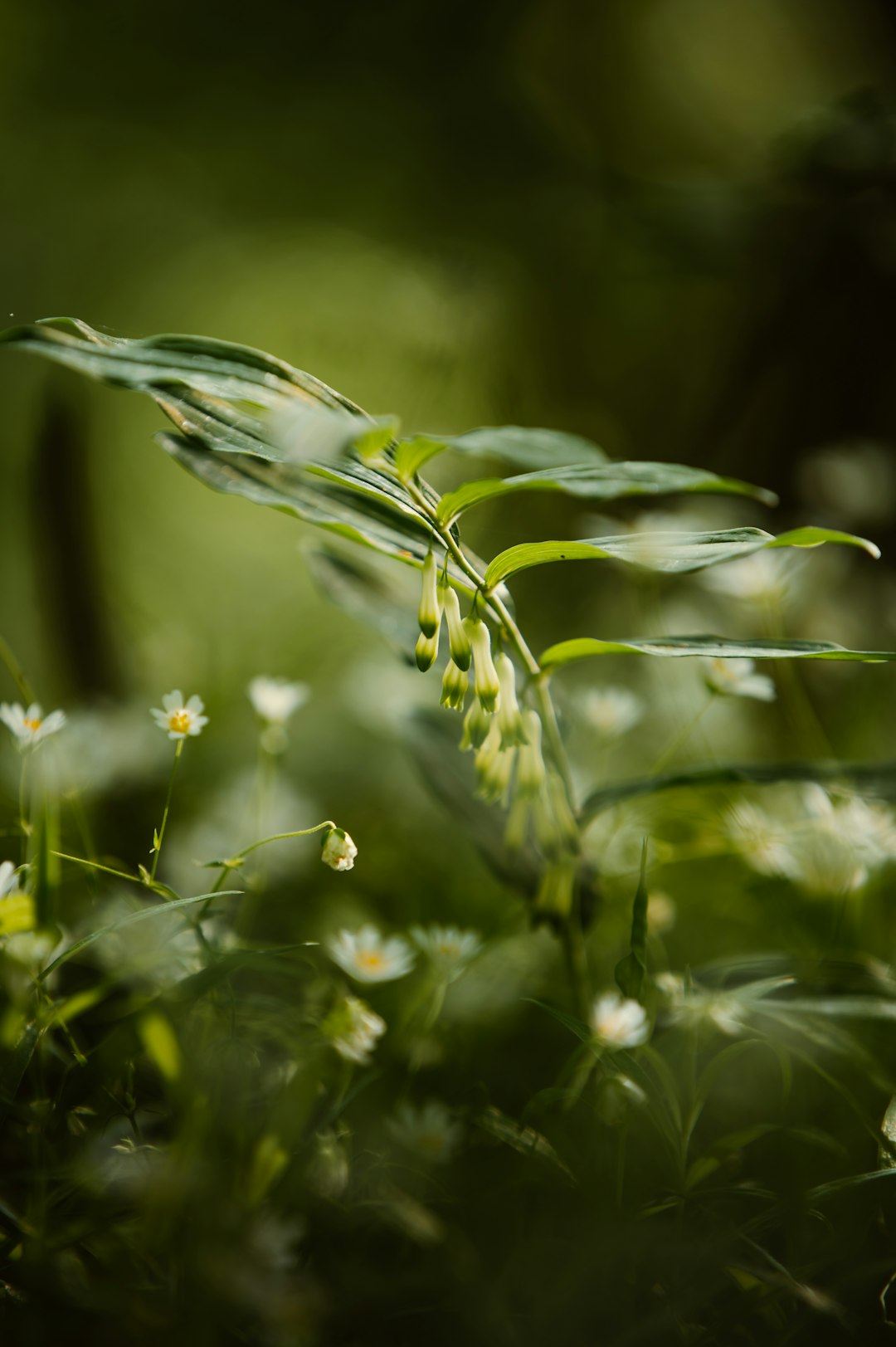 water droplets on green grass during daytime