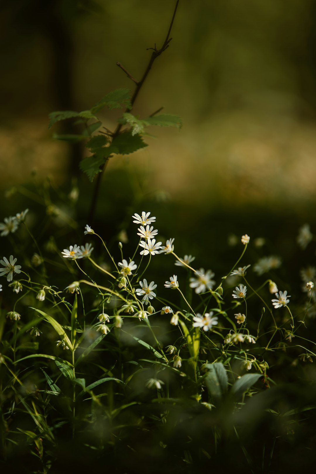 white flowers in tilt shift lens