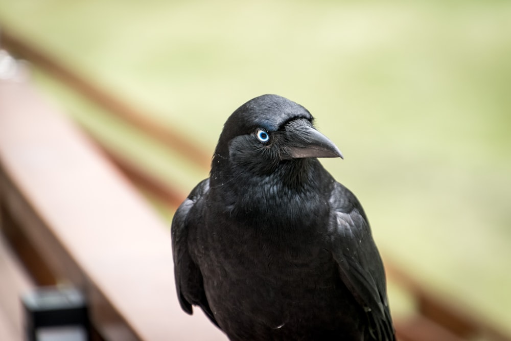 corvo preto na cerca de madeira marrom durante o dia