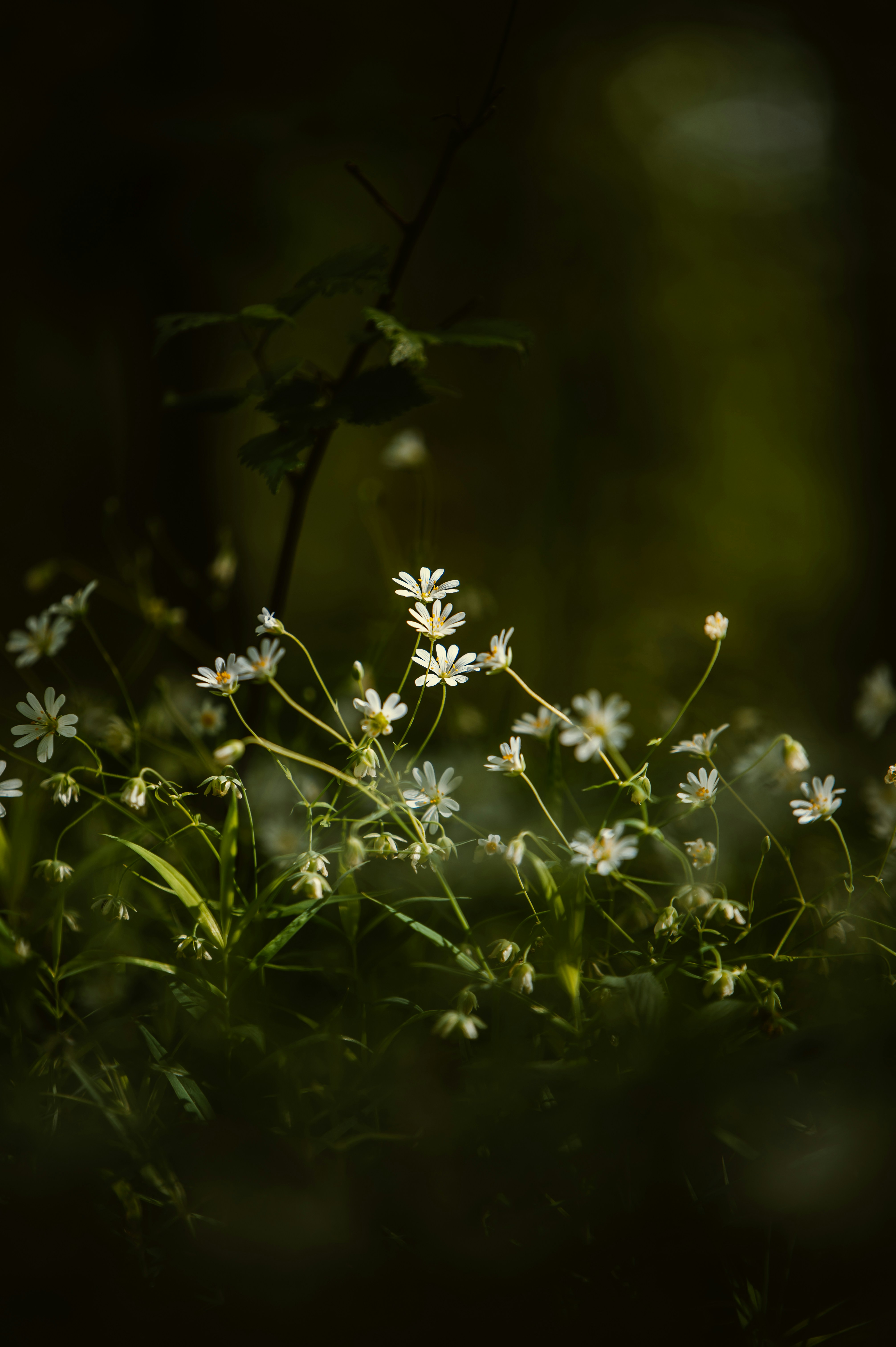 Photo by tamas_tuzeskatai