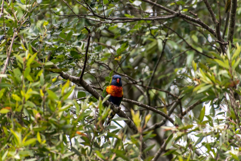 blue orange and black bird on tree branch during daytime